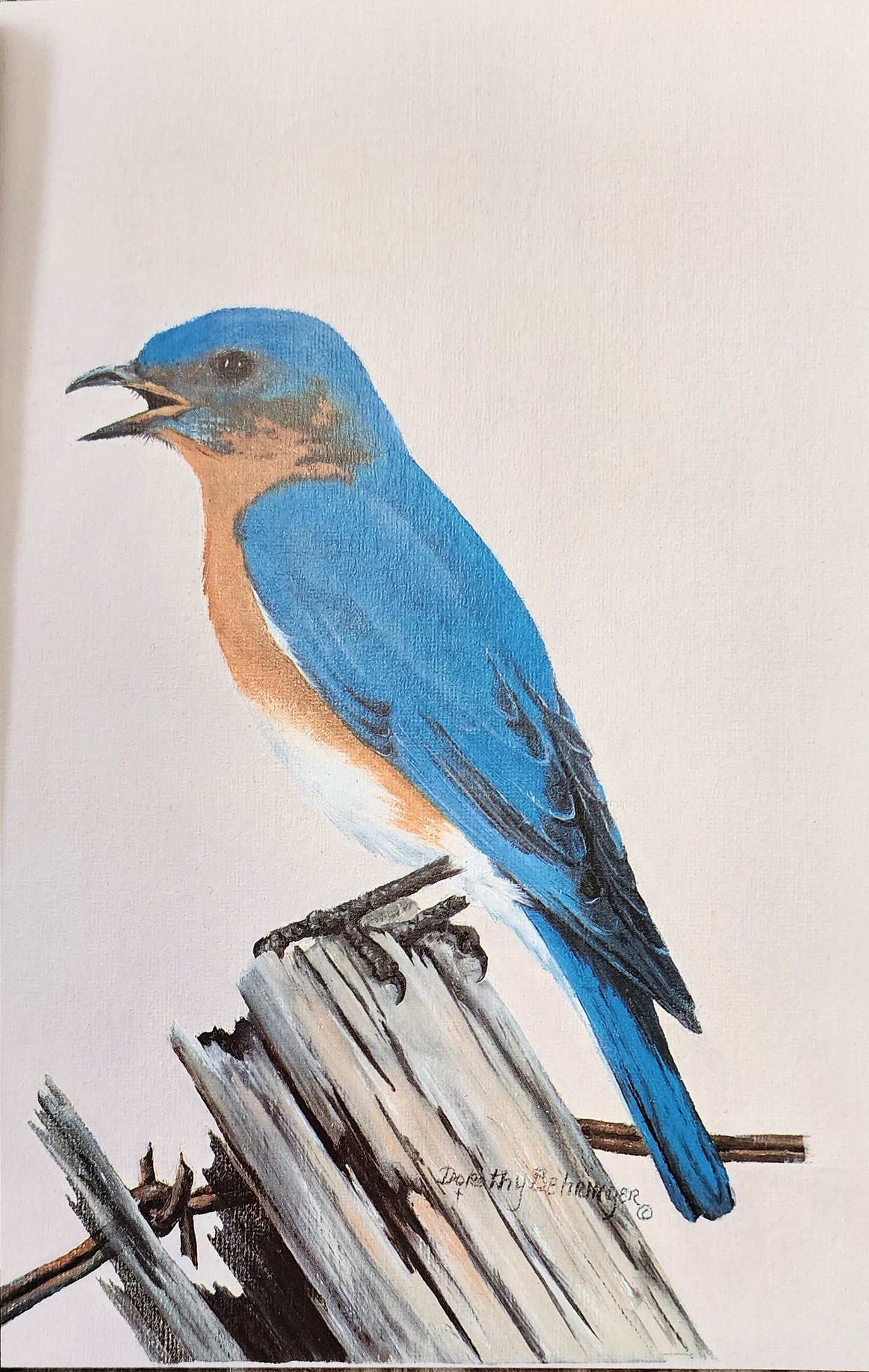 Original Fine Art Prints By Dorothy Behringer - Birds set