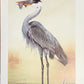 Original Fine Art Prints By Dorothy Behringer - Tall Set