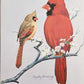 Original Fine Art Prints By Dorothy Behringer - Birds set