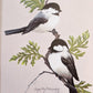Original Fine Art Prints By Dorothy Behringer - Birds set