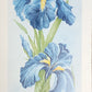Original Fine Art Prints By Dorothy Behringer - Flowers Set