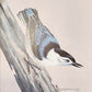Original Fine Art Prints By Dorothy Behringer - Birds set