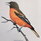 Original Fine Art Prints By Dorothy Behringer - Birds set