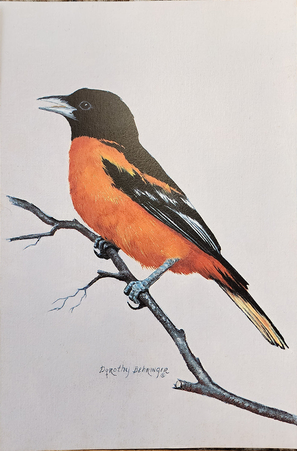 Original Fine Art Prints By Dorothy Behringer - Birds set